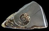 Polished Ammonite Fossil Slab - Marston Magna Marble #63818-1